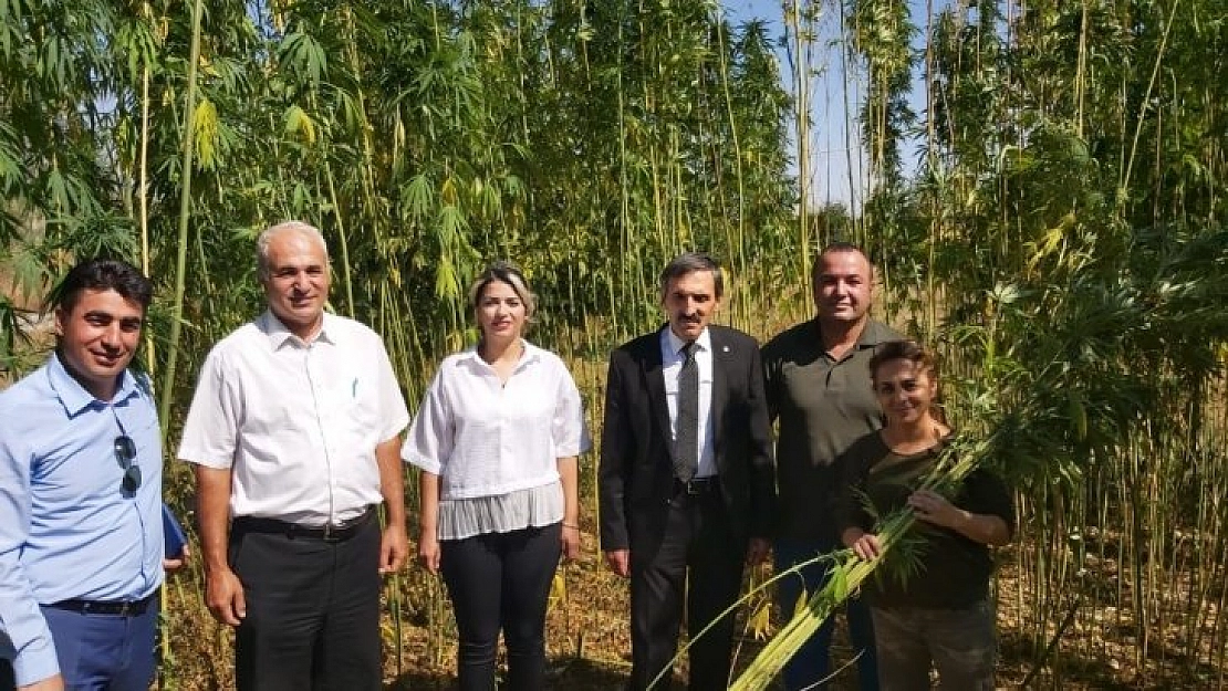 Malatya'da ilk kenevir hasadı