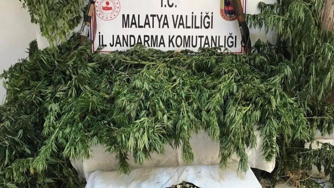 Kenevir operasyonu