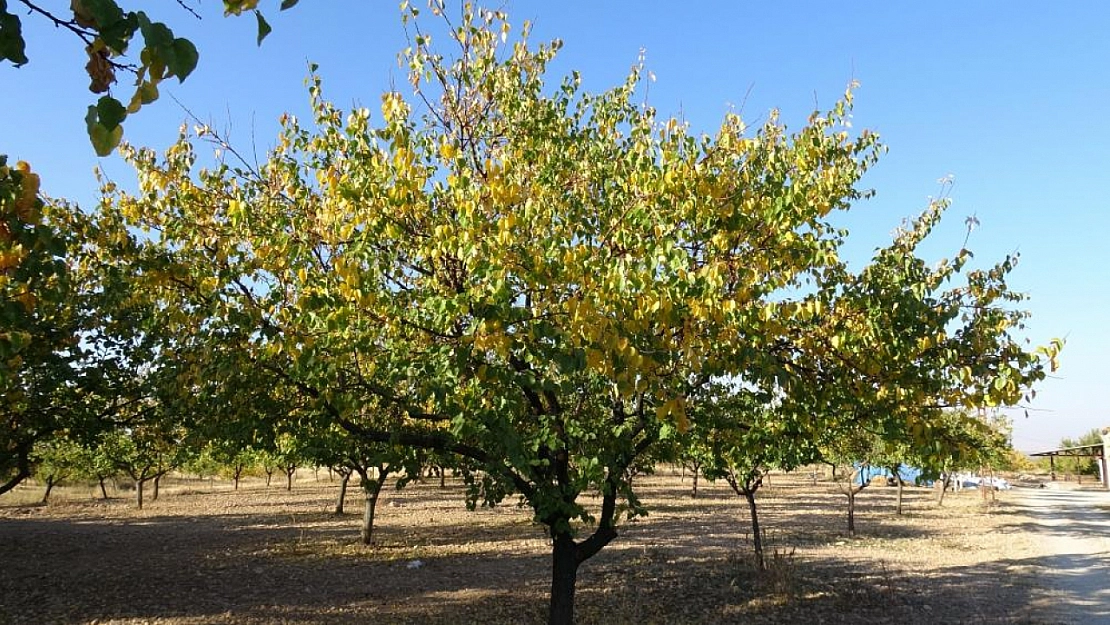 Malatya'da kayısı bahçeleri yeniden canlandı! Çiftçiler yeni sezona umutlu....