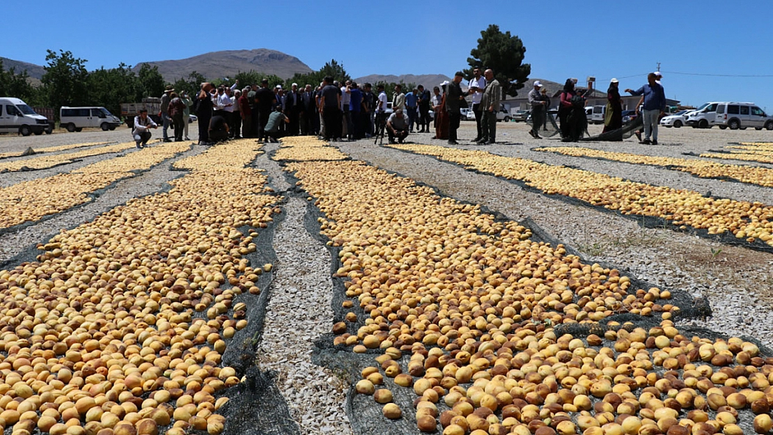 Malatya'da kayısı üretiminde yeni dönem: Zirai ilaçlara 'reçete' şartı geliyor