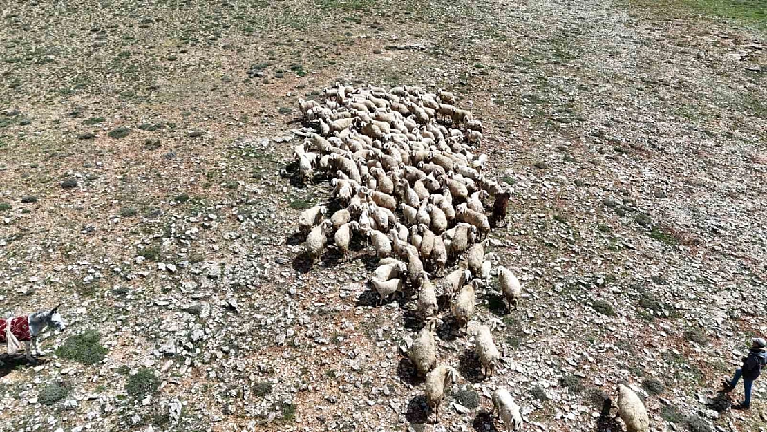 Havalar ısındı: Malatya'da küçükbaş hayvanlar doğayla buluştu
