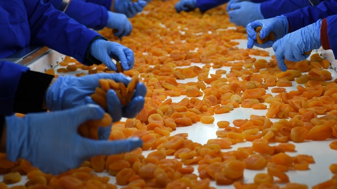 Malatya'da sarı altın 11 ayda 275 milyon dolar gelir