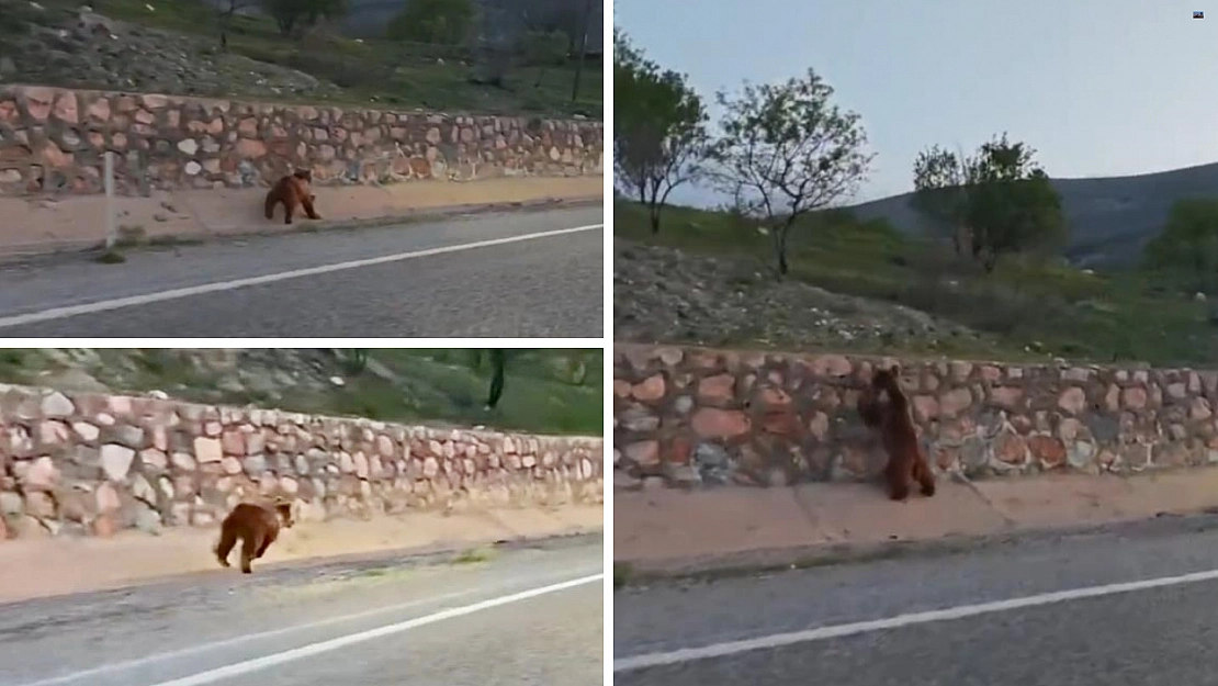Malatya'da şaşırtan anlar: Seyir halindeki aracın önüne ayı çıktı!