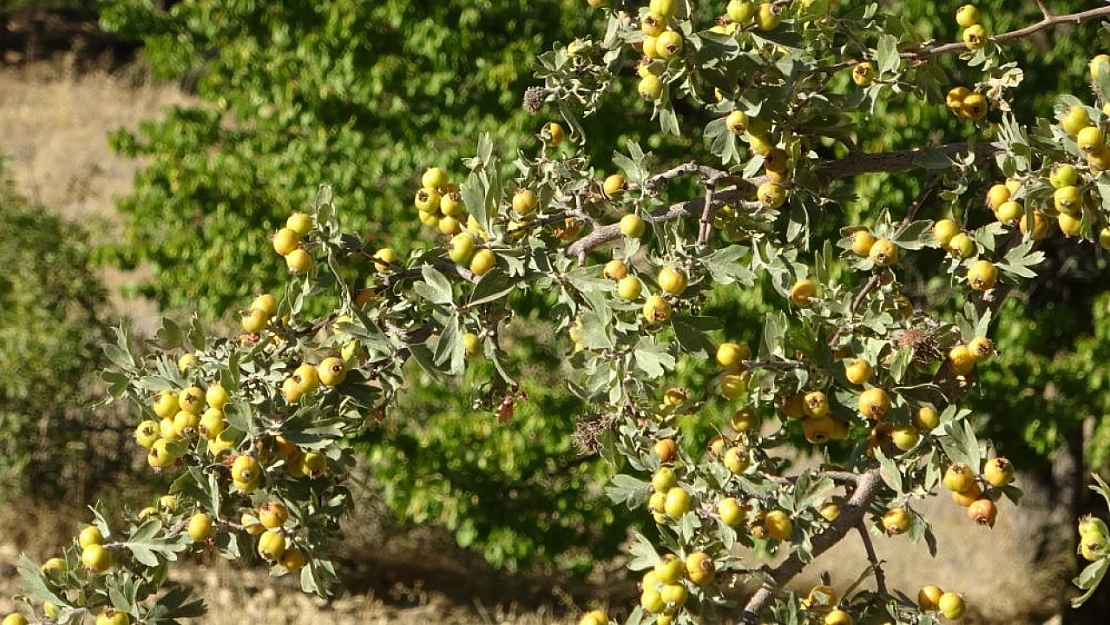 Malatya'da üreticilerin yaralarını alıç sarıyor! Kilosu 600 liraya kadar çıkıyor