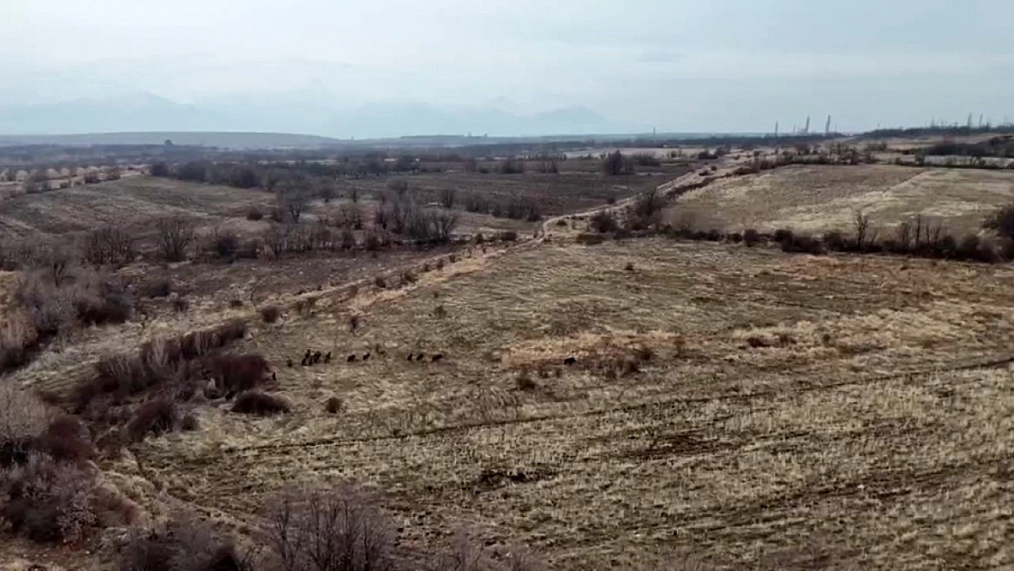 Doğanşehir'de Yaban Domuzları Tarım Alanlarını Tahrip Etti