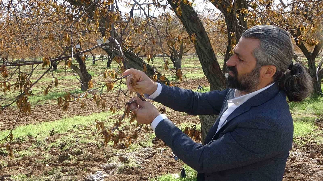 Malatya'da don hasarı sonrası ilk uyarı: Ağaçları budamadan önce ilaçlayın!