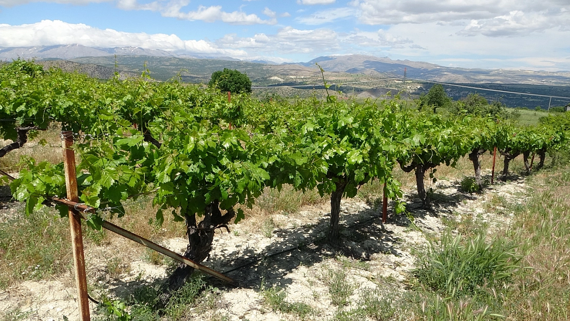 Malatya'da zirai dondan etkilendi...! Meyve yok ama yaprağı satılacak..