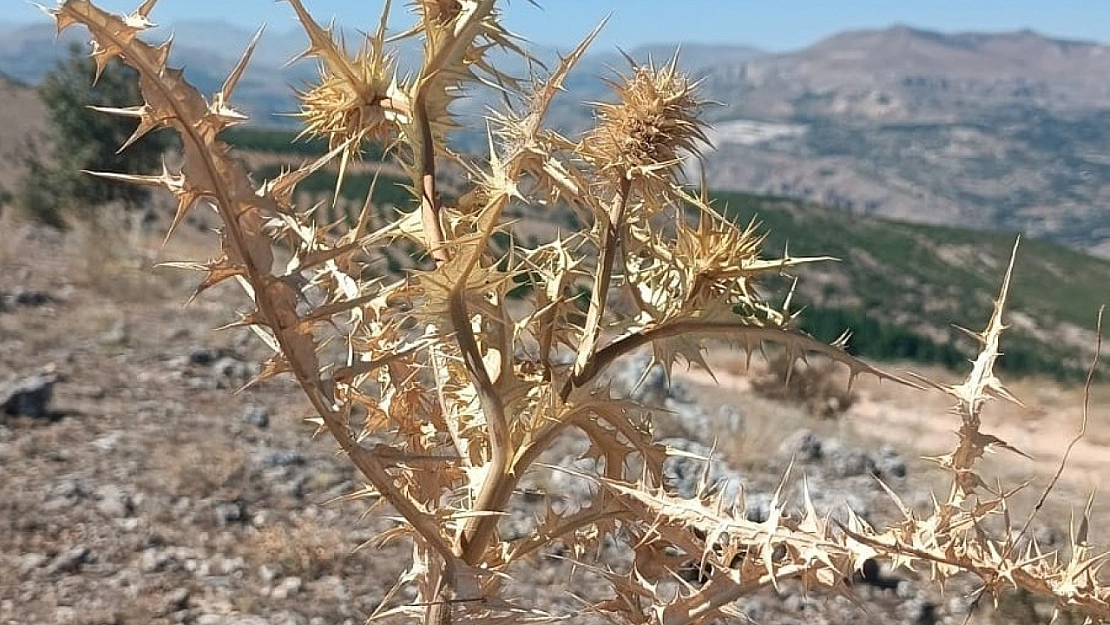 Malatya'nın dağlarında yetişiyor| Taşla dövülüp suda bekletiliyor! Kilosu 10 bin TL...