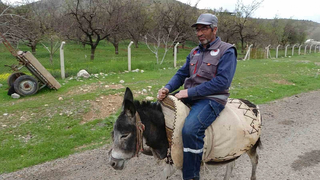 Malatya'da eşekler azalıyor! Bayram Amca Kadife'ye gözü gibi bakıyor...