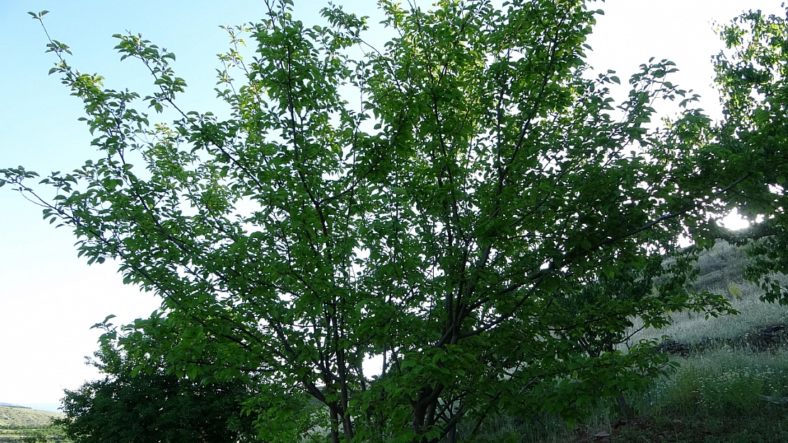 Türkiye'de Bir İlk: Malatya'da Erik Ağacında Kayısı Yetişti!