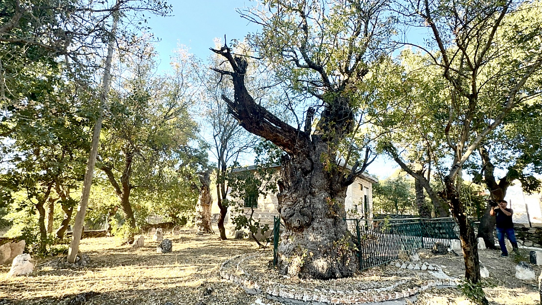 Yangına rağmen direnen 700 yıllık Sakız ağacı ziyaretçilerini bekliyor