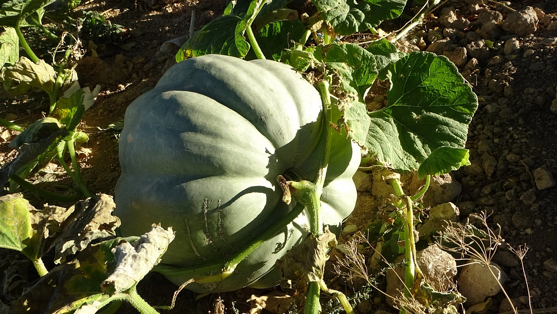 Zirai don rotayı değiştirdi: Tek ürüne bağlı kalma dönemi bitiyor!