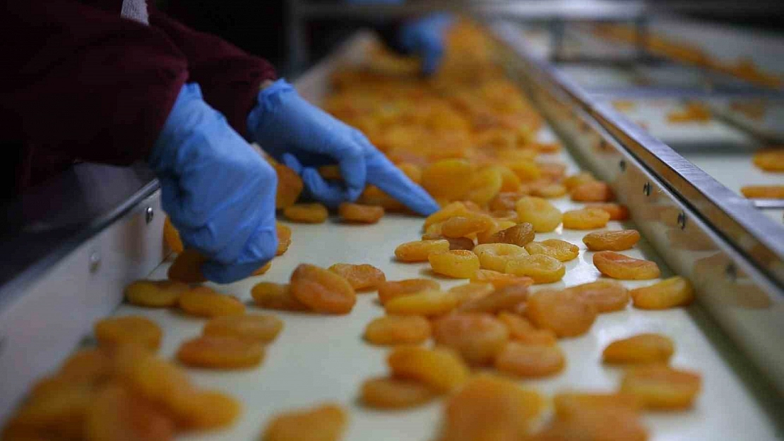 AB tescilli Malatya kayısısı raflarındaki yerini korumaya çalışıyor