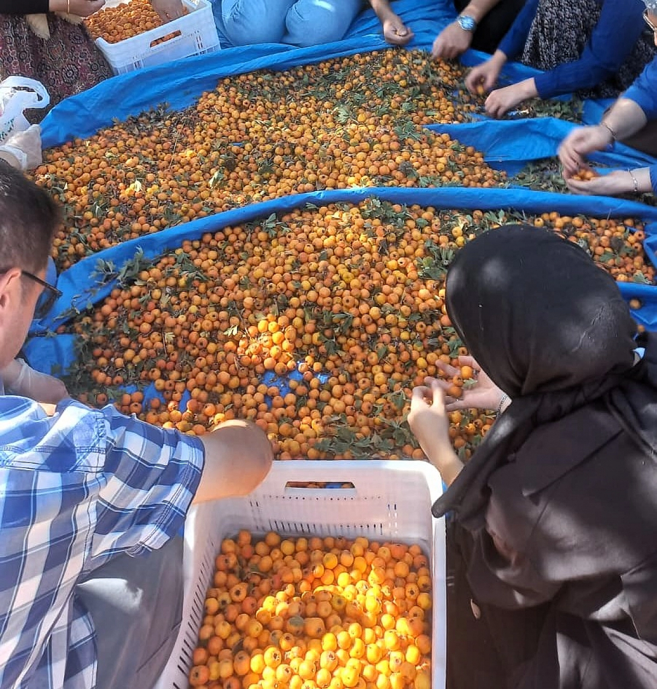 Doğal ortamda yetişiyor. Tamamen organik, şifa deposu olan meyvenin hasadı başladı