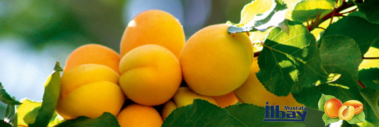 Kayısının Geleceği Çok Parlak