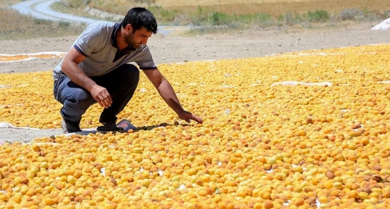 Malatya kayısısı için yeni çıkış kapısı Turfan!