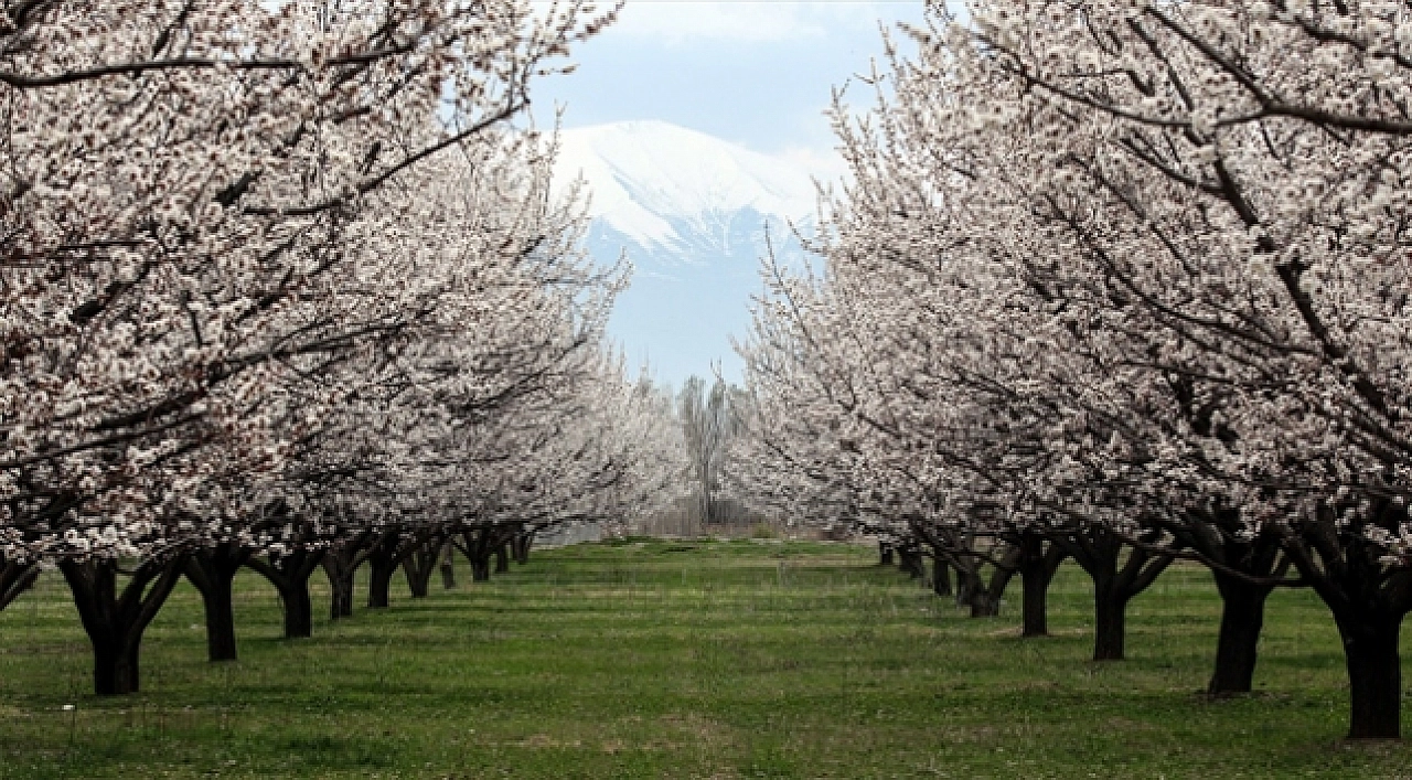 Kayısımız Çoklu Tehdit Altında!..