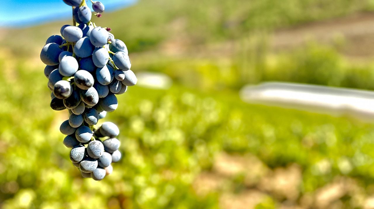 Dünyada dalında kalan tek ürün Malatya'da