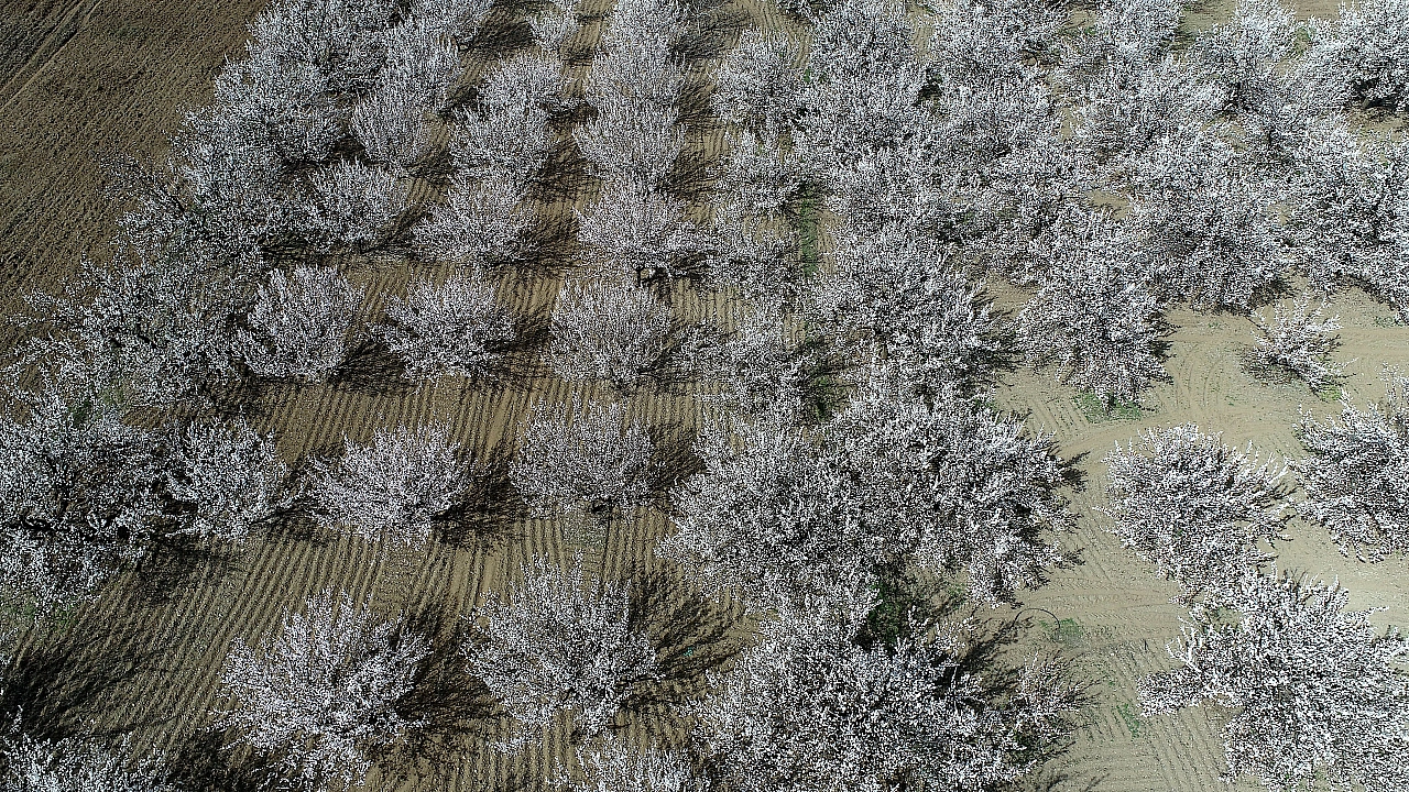 'Dünya kayısı başkenti' Malatya beyaz gelinliğini giydi