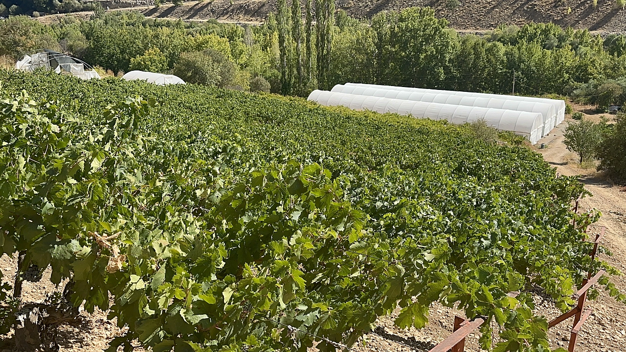 Dünyada dalında kalan tek ürün Malatya'da