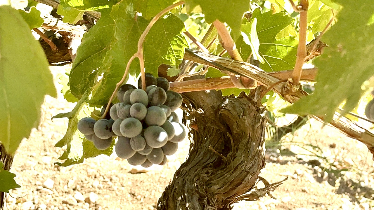 Dünyada dalında kalan tek ürün Malatya'da