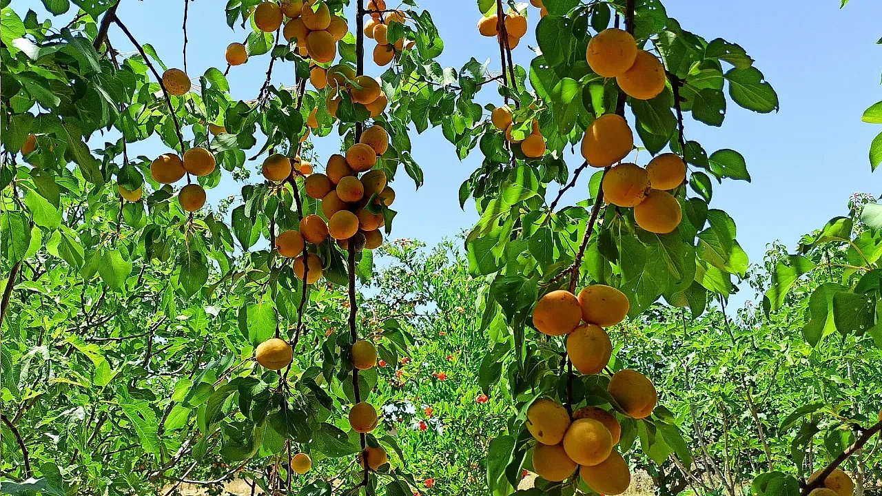 Kayısımız Çoklu Tehdit Altında!..