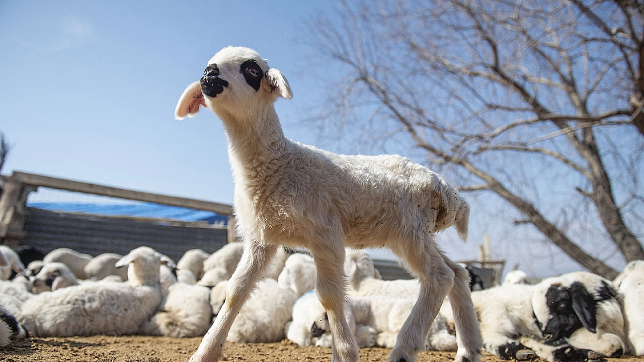 Bin 200 küçükbaş hayvan ihaleyle satılacak!