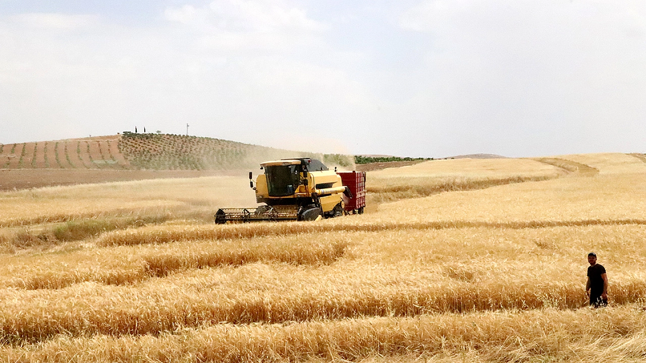 Çay ve portakalı geride bıraktı! Malatya'nın 'Sarı Altını' ülkeye yetiyor
