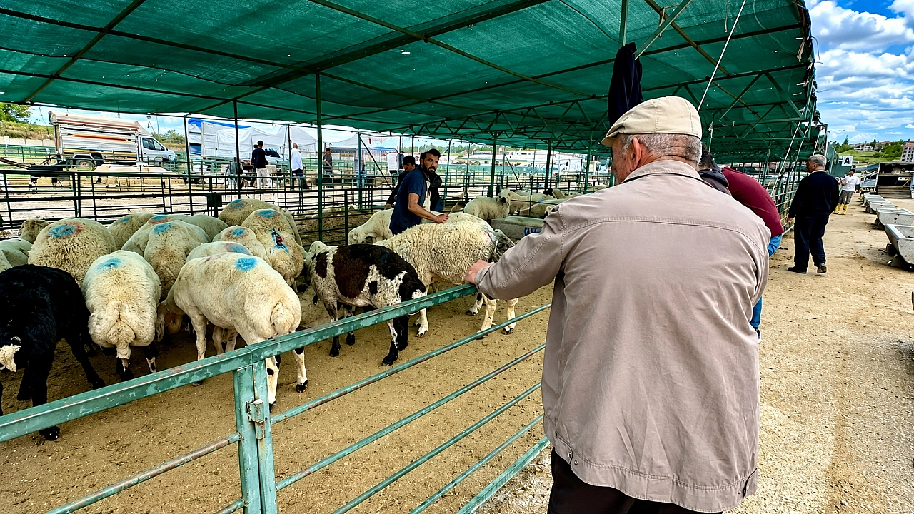 Malatya'da hayvan pazarında son durum! Kimi memnun, kimi dertli!