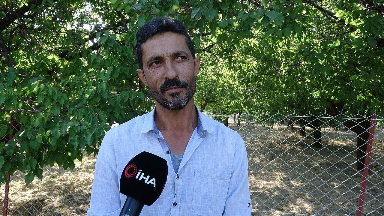 Malatya'da çifte hasat dönemi: Kayısı artık ekim ayında da toplanacak!
