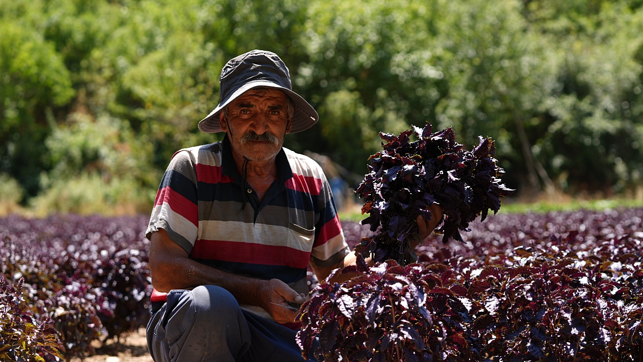 Arapgir Mor Reyhanı'nda hasat başladı!