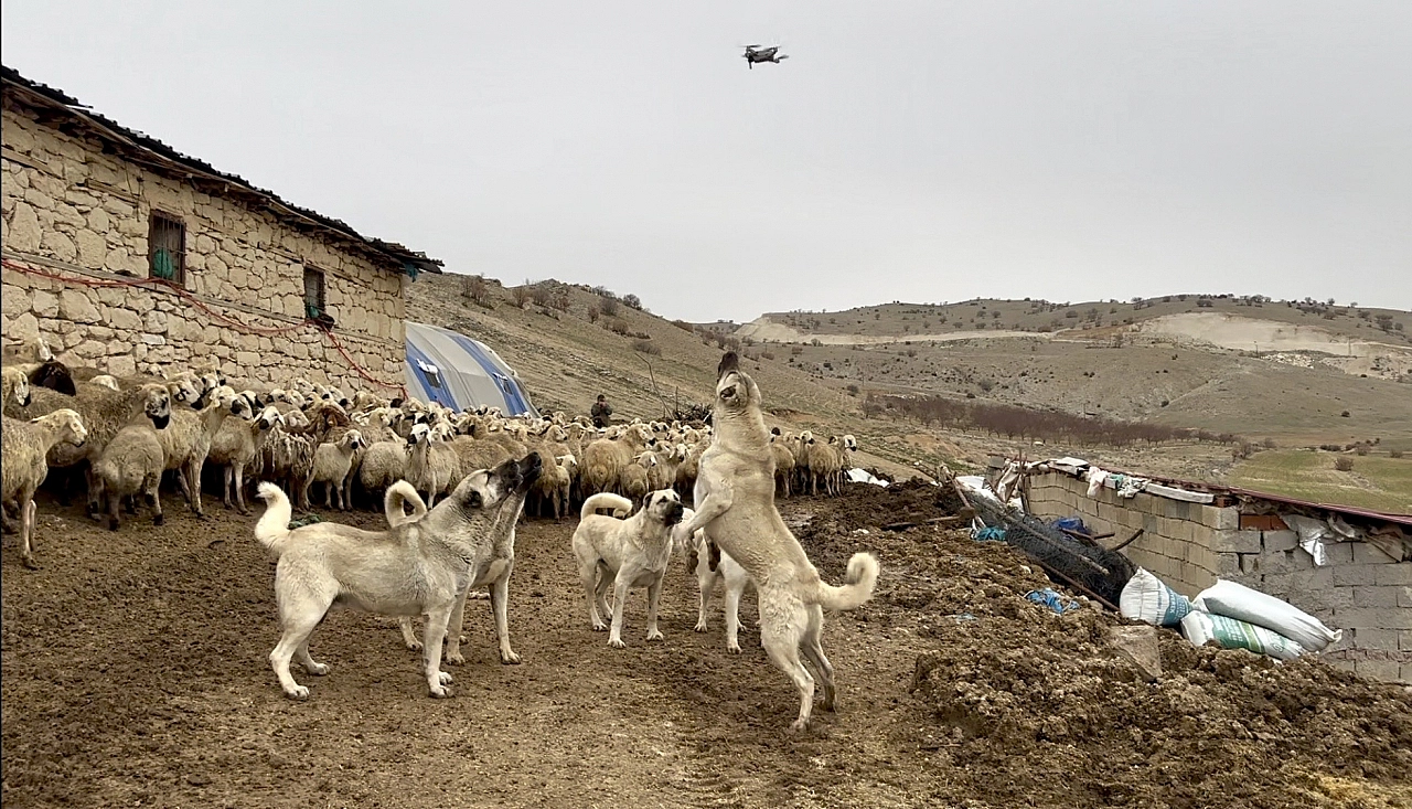 Saniyeler içinde sürüyü kuşattılar: Dron çekimine izin vermediler…