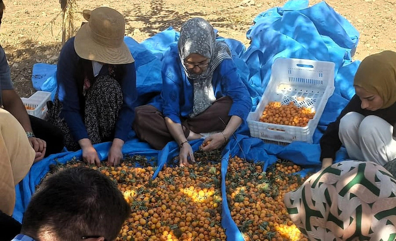 Doğal ortamda yetişiyor. Tamamen organik, şifa deposu olan meyvenin hasadı başladı