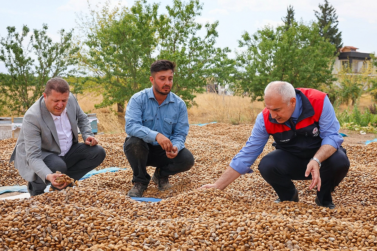 Malatya'da 45 dönümlük bahçede hasat başladı