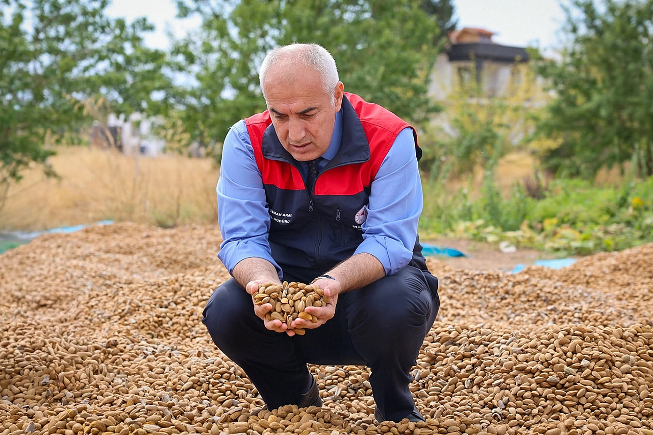 Malatya'da 45 dönümlük bahçede hasat başladı