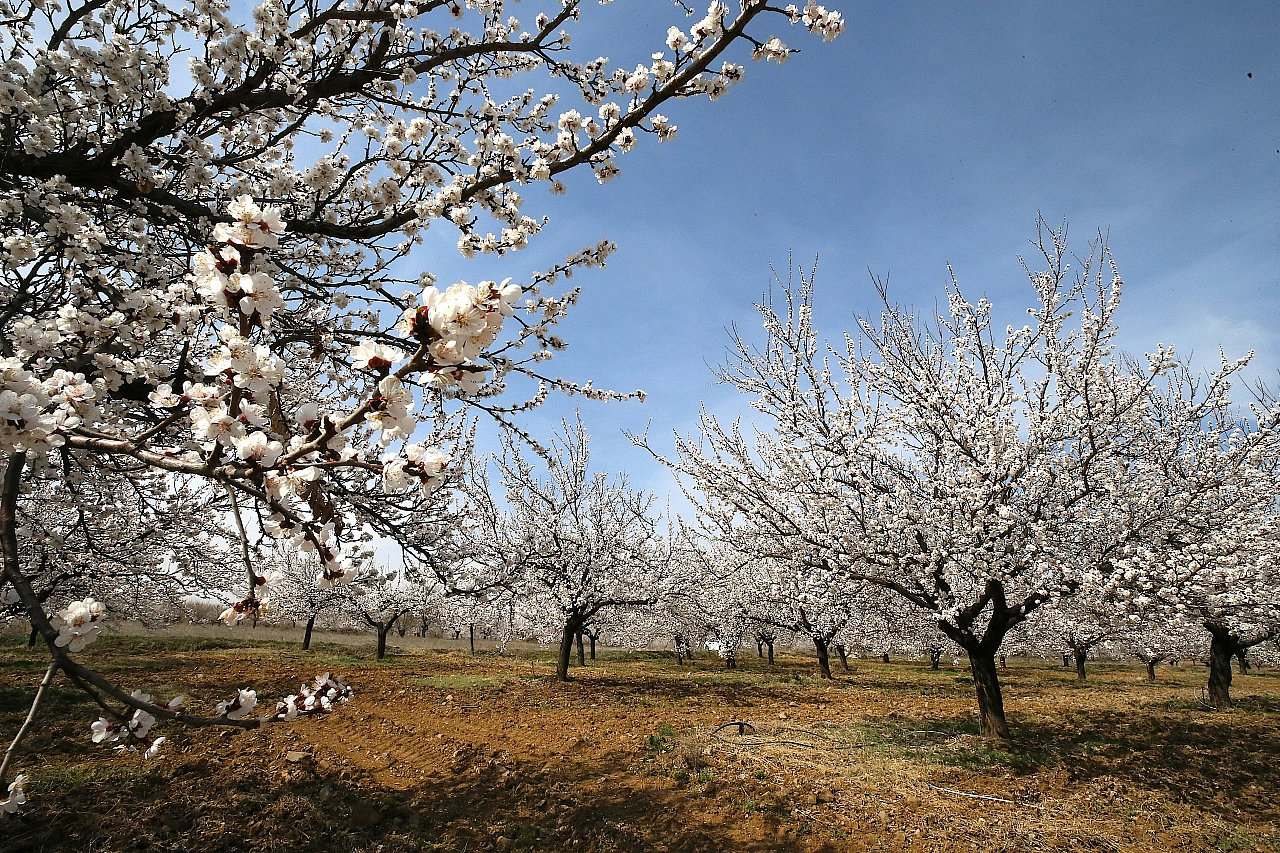 Çiftçilere Önemli Uyarı: Malatya'da 19-21 Mart 2025 Tarihlerinde Zirai Don Riski!