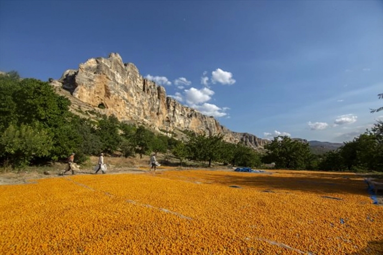 Malatya'da Tarım sigortası yaptırmak neden önemli? İşte detaylar…