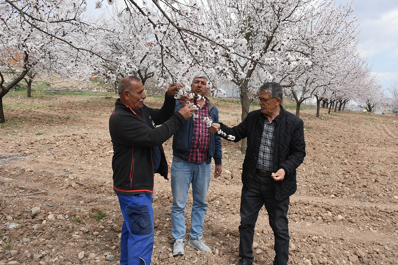 Malatya'da kayısıya reçete: AB pazarını korumaya kararlı