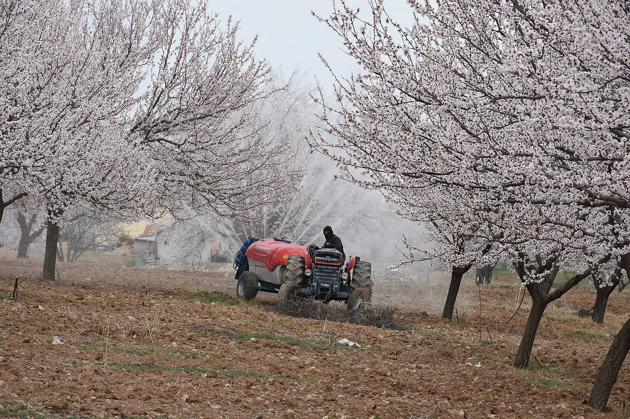 Malatya'da kayısıya reçete: AB pazarını korumaya kararlı