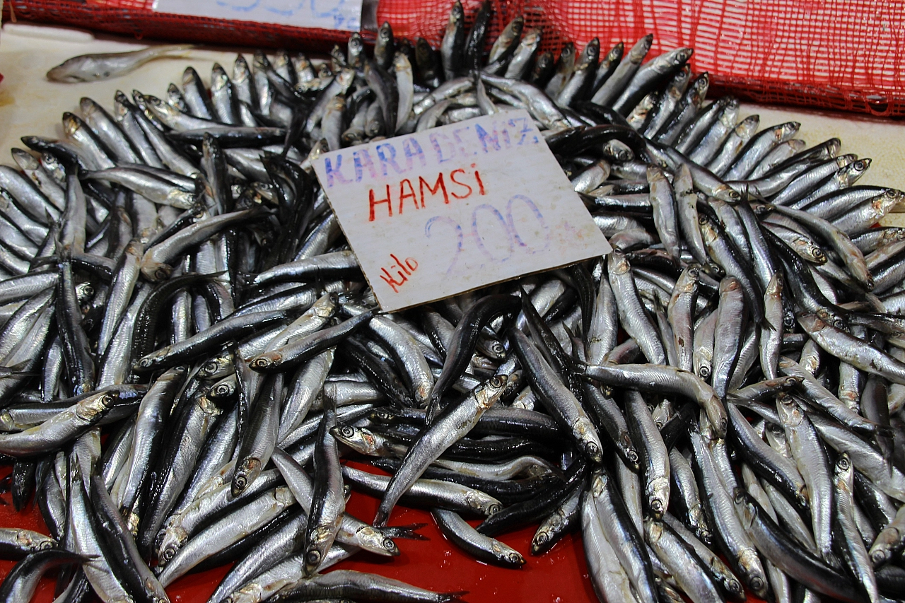 Malatya'da balık sezonu kapandı: Son dönemin balıkları hangileri? Hamsi mi, Somon mu?