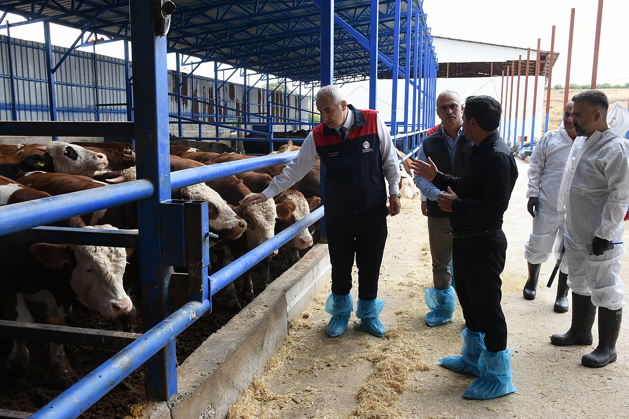 Birçok ilde alarm verildi! Malatya'da şap hastalığı var mı?