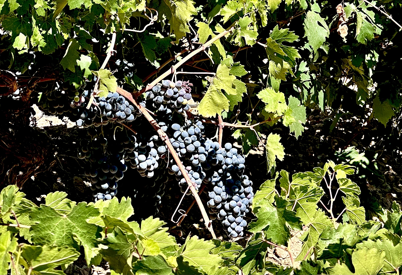 Dünyada dalında kalan tek ürün Malatya'da