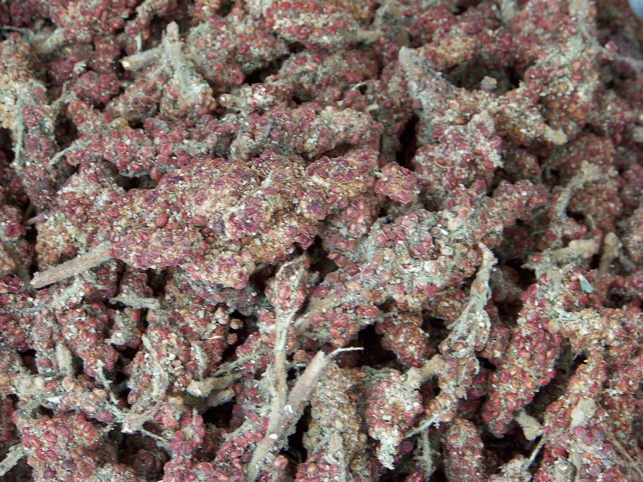 Malatya'da sumak hasadı başladı: Kilosu 350 TL'den alıcı buluyor