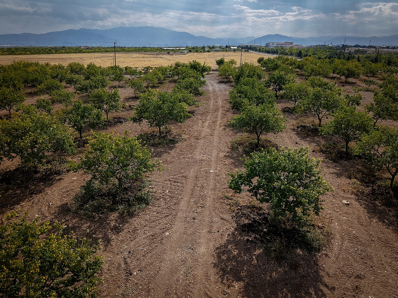 Mişmişin tadı dünyayı sardı: Malatya'nın 'altın meyvesi' 8 milyar dolar kazandırdı