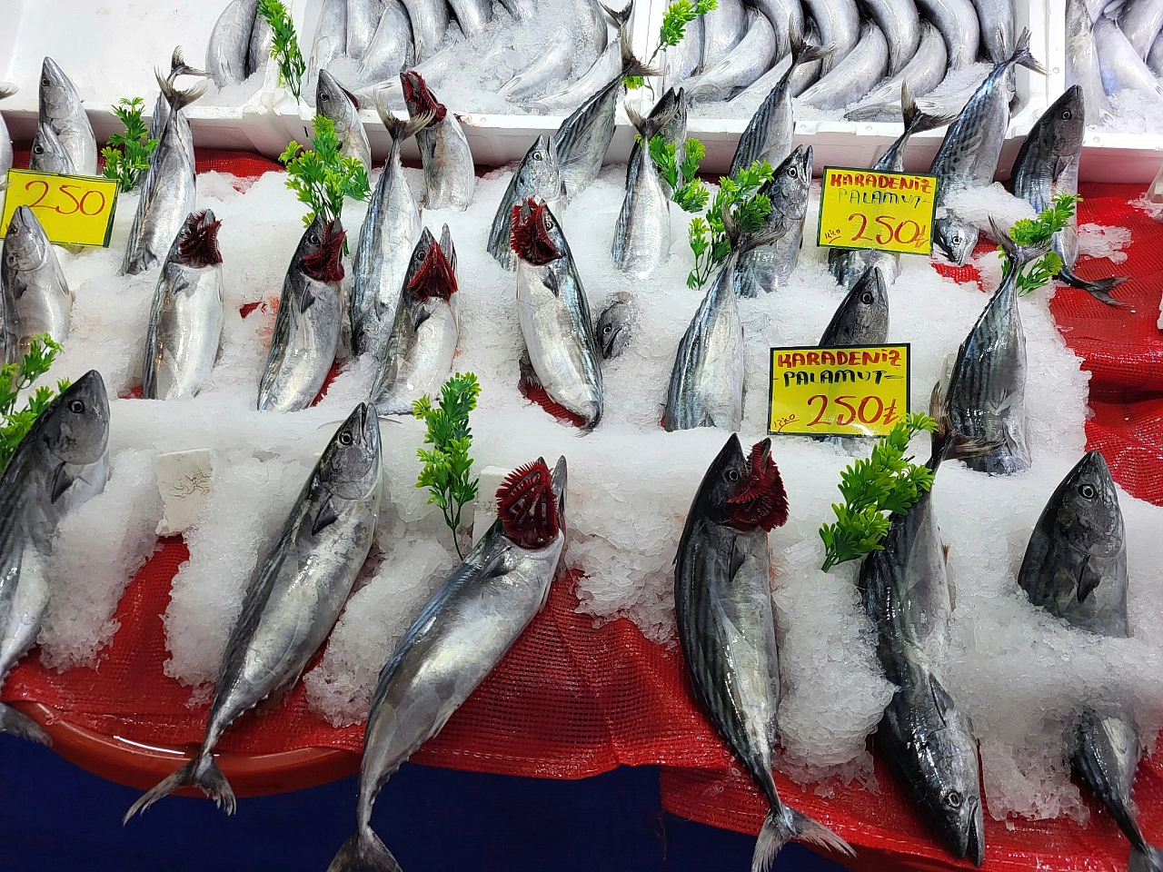 Akaryakıt tezgâha yansıdı: Kıyı illerinde 50, Malatya'da 250 TL'ye satılıyor!