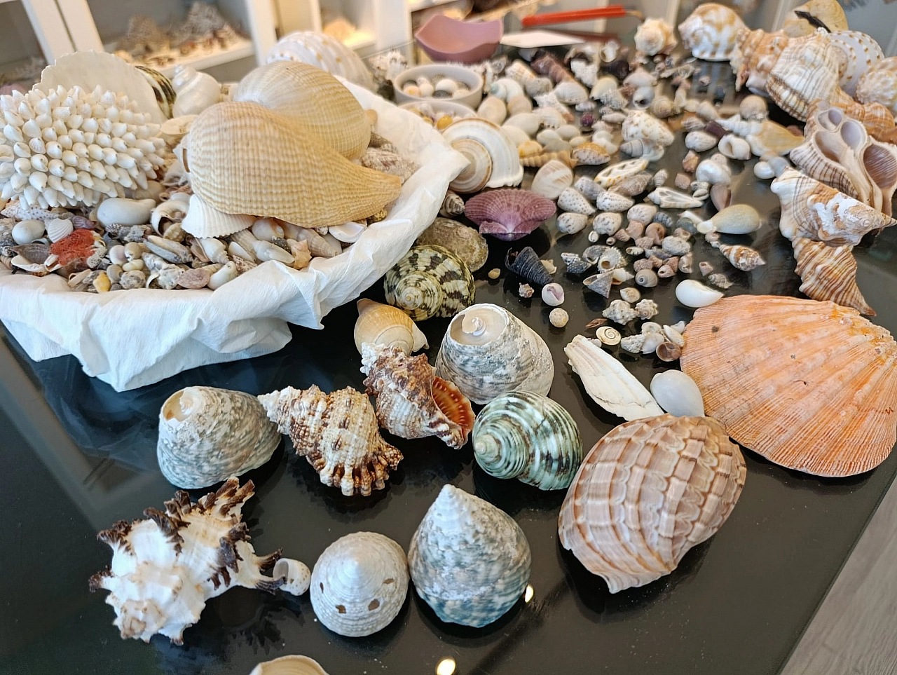 Hobisi Tutkuya Dönüştü! 'Her kabuğun kendine has hikayesi var'