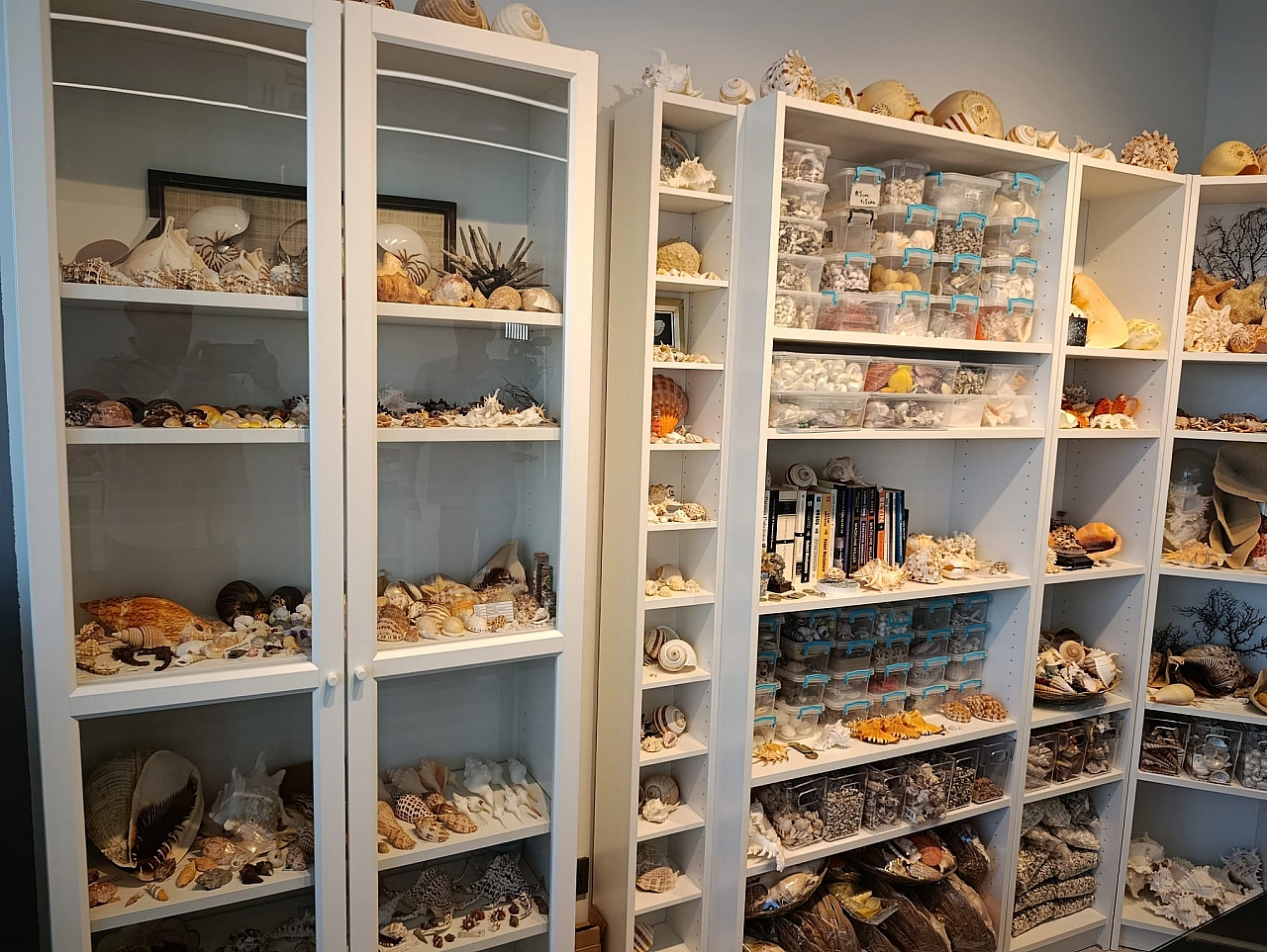 Hobisi Tutkuya Dönüştü! 'Her kabuğun kendine has hikayesi var'