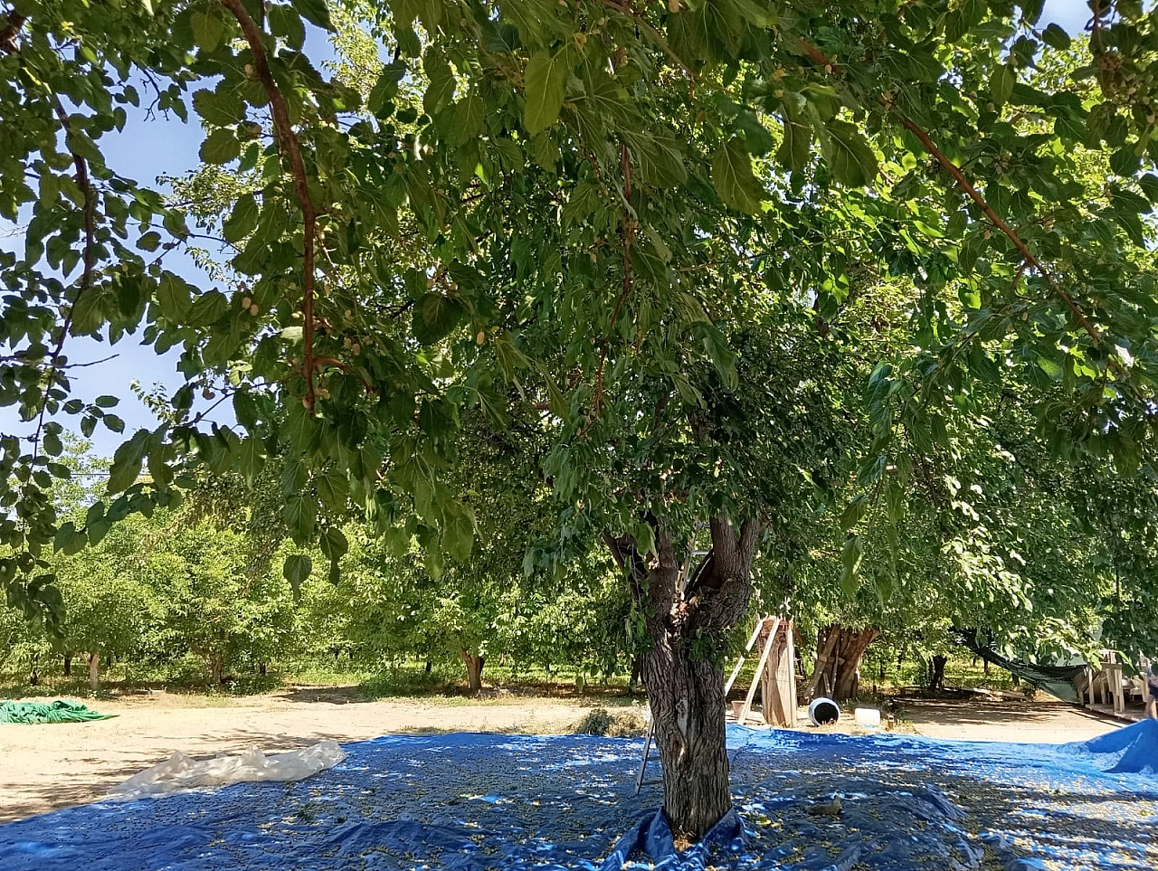 Malatya'da asırlık lezzet yaşatılıyor! Doğal yöntemlerle hazırlanıyor… Vitamin ve mineral deposu