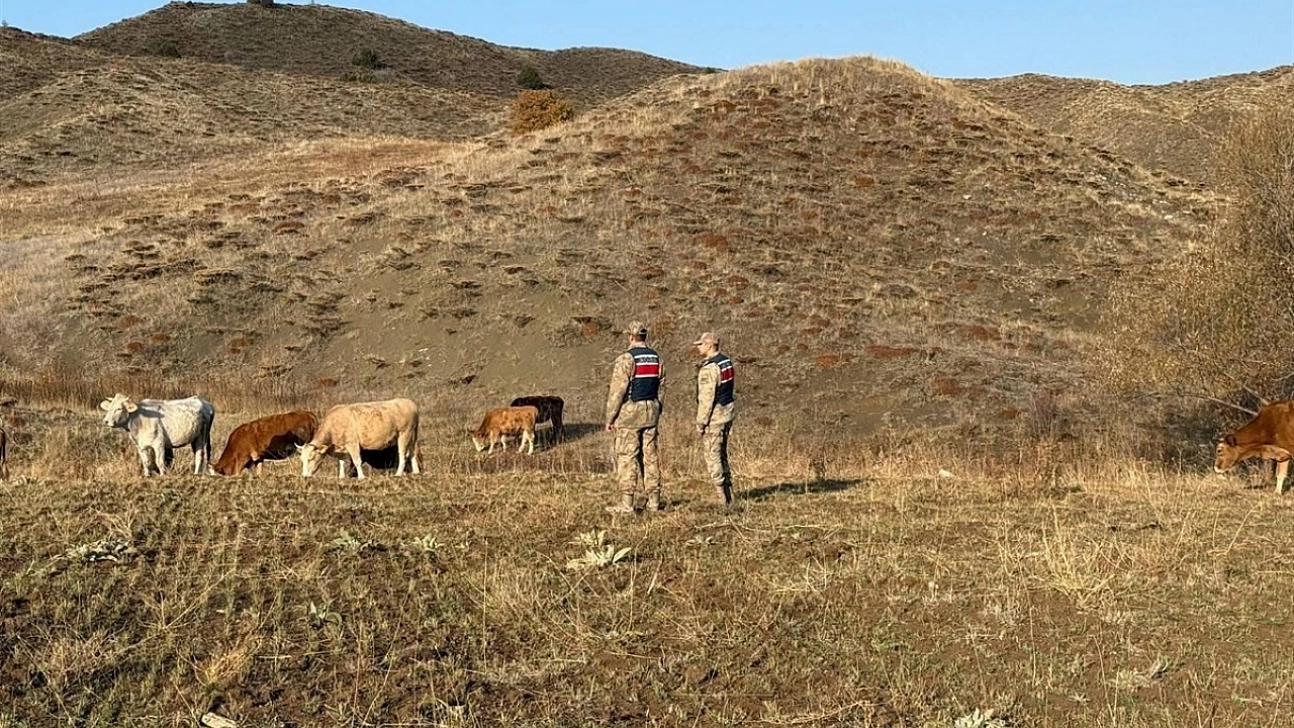 23 büyükbaş hayvan gece yarısı kayboldu...