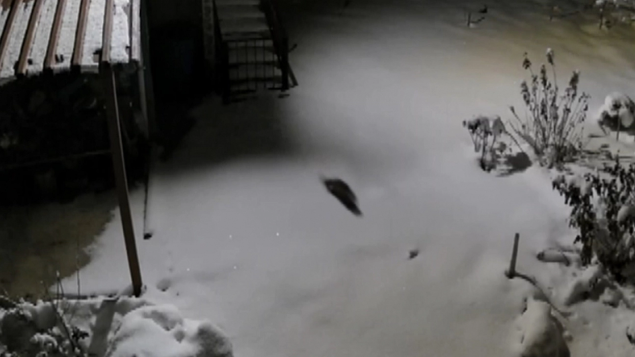 Aç kalan kaya sansarı evlerin dibine kadar indi